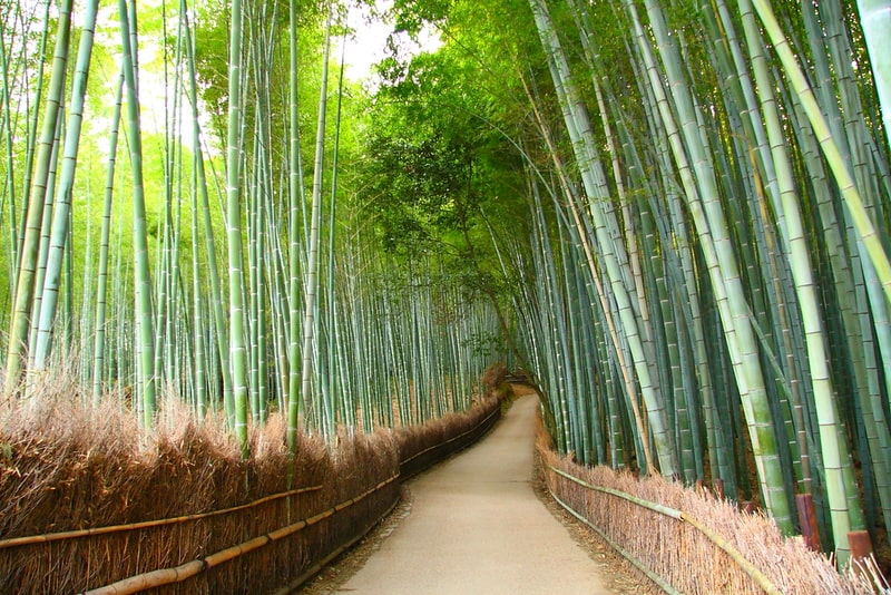 Arashiyama Bamboo Grove, Japan